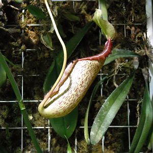 Pitcher plant in rain forest exhibit