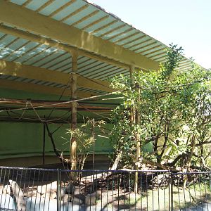 Black Handed Spider Monkey Exhibit