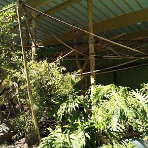 Black Handed Spider Monkey Exhibit