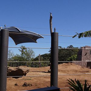 Bull Asian Elephant Paddock