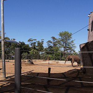 Bull Asian Elephant Paddock