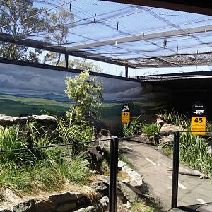 Tasmanian Devil Breeding Centre: Artificial Exhibit