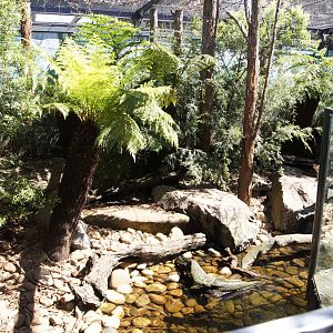 Tasmanian Devil Breeding Centre: Natural Exhibit