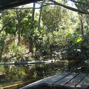 Saltwater Crocodile Exhibit