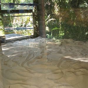 Saltwater Crocodile Exhibit 'Nest' Area