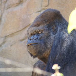 Western Lowland Gorilla 'Kibabu'