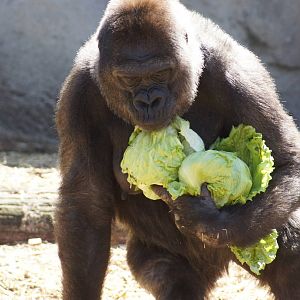 Western Lowland Gorilla 'Mouila'