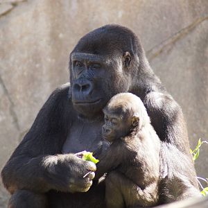 Western Lowland Gorillas 'Kriba' and 'Kipenzi'