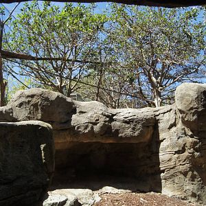 Wild Asia: Francois Langur Exhibit