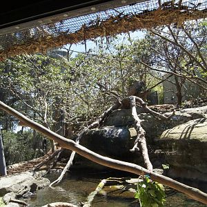 Wild Asia: Francois Langur Exhibit