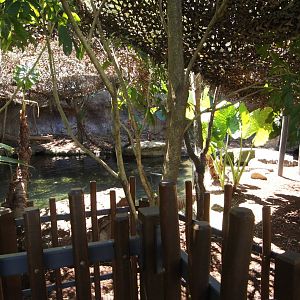 Wild Asia: First Malayan Tapir Exhibit
