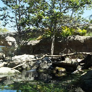 Wild Asia: Asian Short Clawed Otter Exhibit