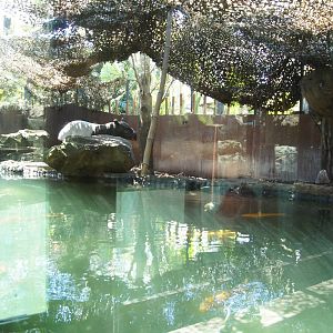 Wild Asia: Second Malayan Tapir Exhibit