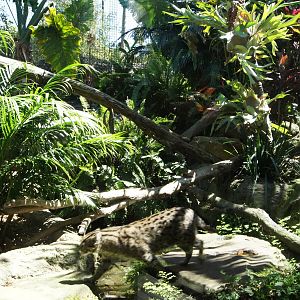 Wild Asia: Fishing Cat Exhibit