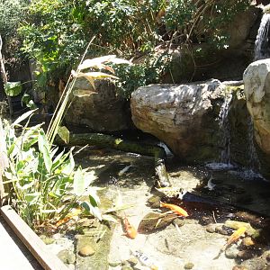 Wild Asia: Wetlands Aviary