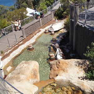 Great Southern Oceans: Pelican Exhibit