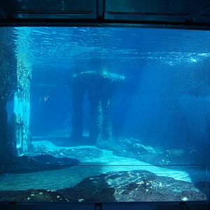 Great Southern Oceans: Leopard Seal Underwater Viewing