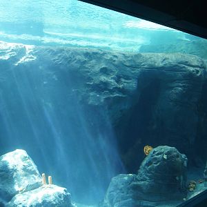 Great Southern Oceans: Little Penguin Underwater Viewing