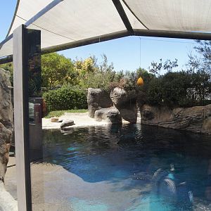 Great Southern Oceans: Leopard Seal, Land Area + Above Water