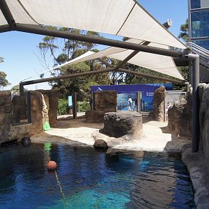 Great Southern Oceans: Leopard Seal,  Land Area + Above Water