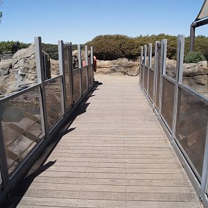 Great Southern Oceans: Bridge above Leopard Seal pool