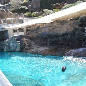 Great Southern Oceans: Sub-Antarctic Fur Seal/ Australian Sea Lion Exhibit