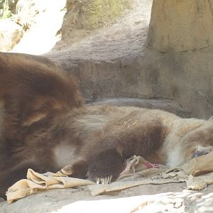 Bethyl in a comfortable sleeping position!