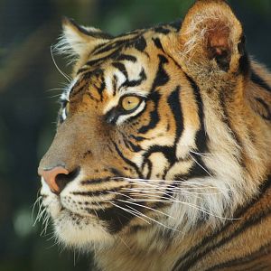 Sumatran Tiger