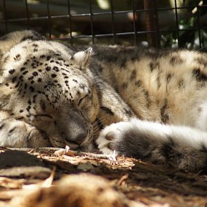 Snow Leopard