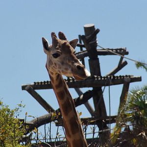 Giraffe with Chimp Platform in background