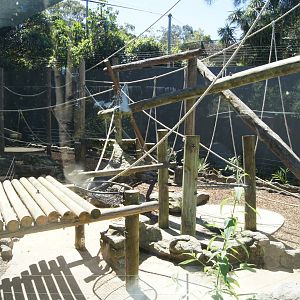 Hybrid Orangutan Exhibit