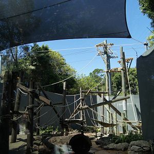 Hybrid Orangutan Exhibit