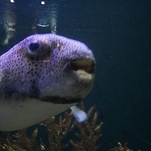 Puffer Fish