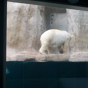 Polar Bear