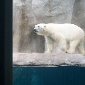 Polar Bear