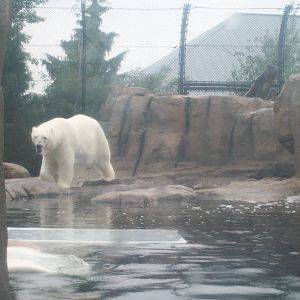 Polar Bear