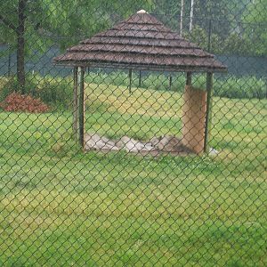 Arctic Wolves(In Wild Dog Exhibit)