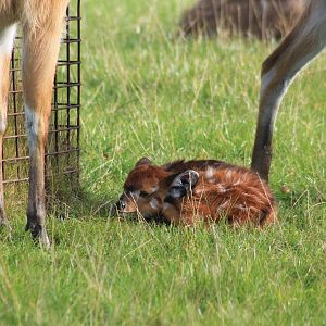 Very young sitatunga