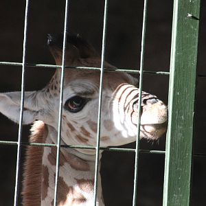 baby Rothschild's Giraffe