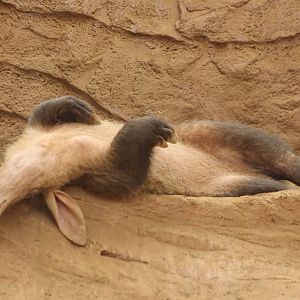 laid back aardvark Chester Zoo 7th October 2012