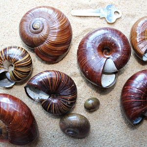 Powelliphanta shells
