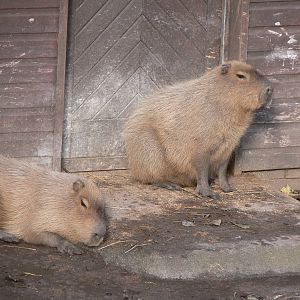 Capybara at Blackpool Zoo 06/10/12