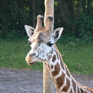 Giraffe at Blackpool Zoo 06/10/12