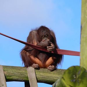 Bornean Orangutan at Blackpool Zoo 06/10/12
