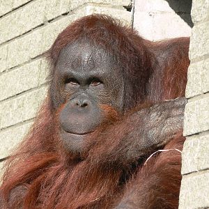 Bornean Orangutan at Blackpool Zoo 06/10/12