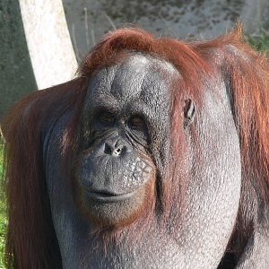 Bornean Orangutan at Blackpool Zoo 06/10/12