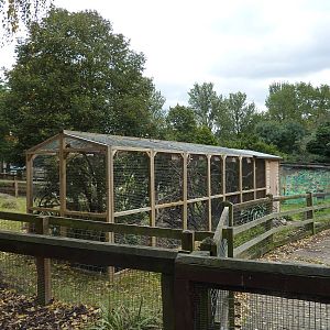 Pallas's squirrel enclosure, 5th October 2012.