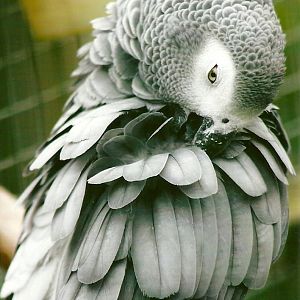 African Grey Parrot 10th September 2012