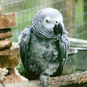 African Grey Parrot 10th September 2012