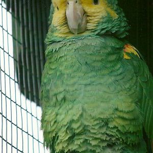 Double Yellow-headed Amazon 10th September 2012